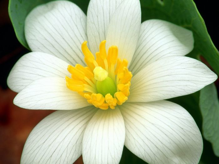 Flori Desktop Wallpapers Poze cu Flori Bloodroot - poze cu flori