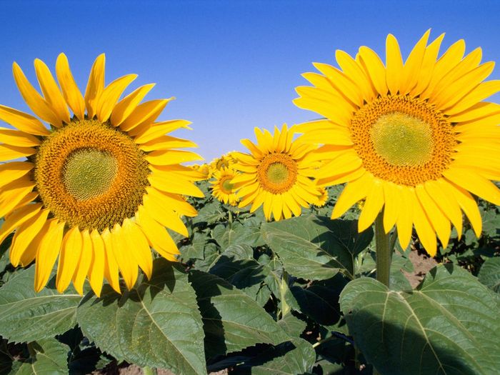 Flori Desktop Wallpapers Poze cu Flori Field of Sunflowers