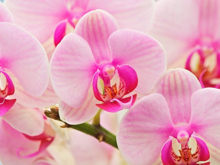 Flori Desktop Wallpapers Poze cu Flori Hybrid Orchids - poze cu flori