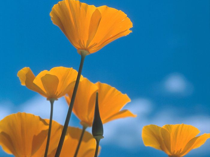 Flori Desktop Wallpapers Poze cu Flori Poppies