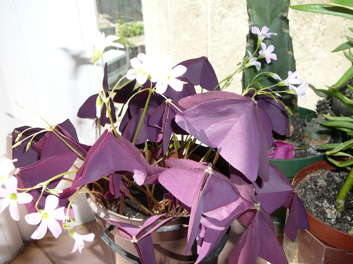 triungularis - oxalis