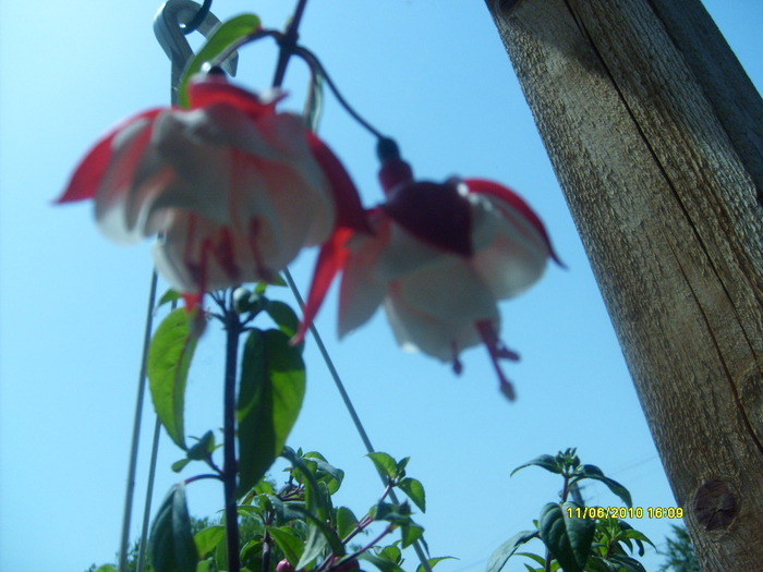 fuchsii - muscate si alte curgatoare