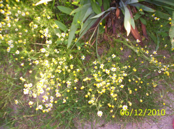 musetel - flori de camp