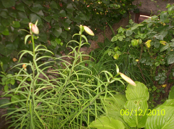 boboci cr.regali - CRIN-hemerocallis