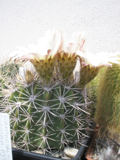 Acanthocalycium peitscherianum - 12.06 - Acanthocalycium