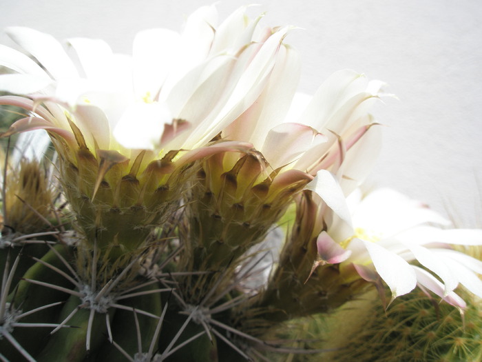 Acantho - tija florala - Acanthocalycium