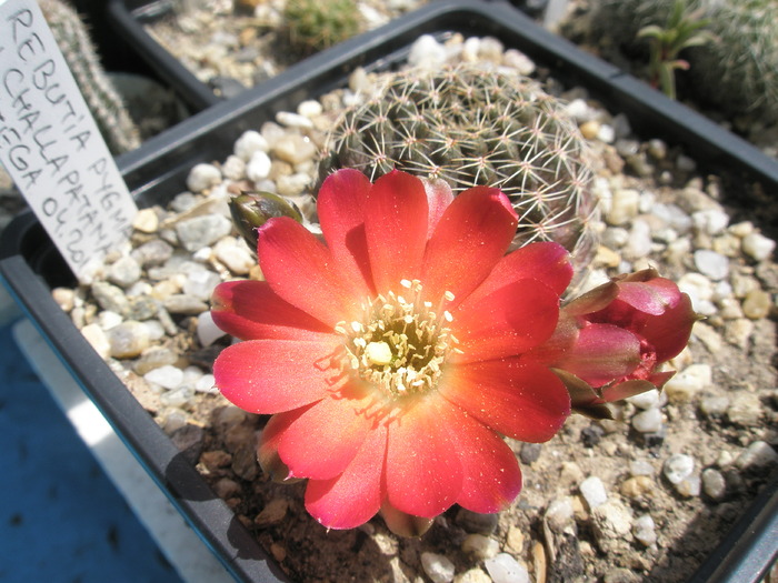 Rebutia pygmaea v. challapatana - 12.06 - Rebutia