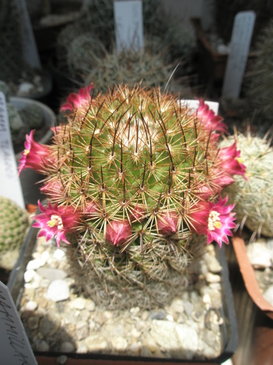 Mammillaraia discolor - Mammillaria