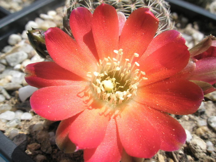 Rebutia pygmaea challapatana - floare - Rebutia