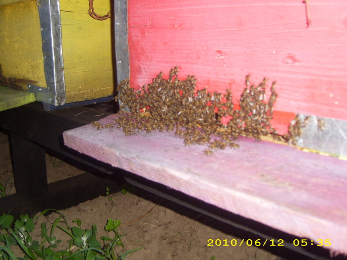 dimineata la 5:35-19 iunie-2010 - albinele si stupii mei-bees and my hives
