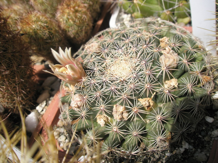 Mammillaria pereche 1