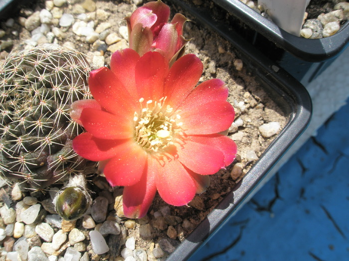 Rebutia v. challapatana - tot floarea