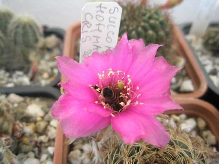 Sulcorebutia hofmanniana - floare mai deschisa