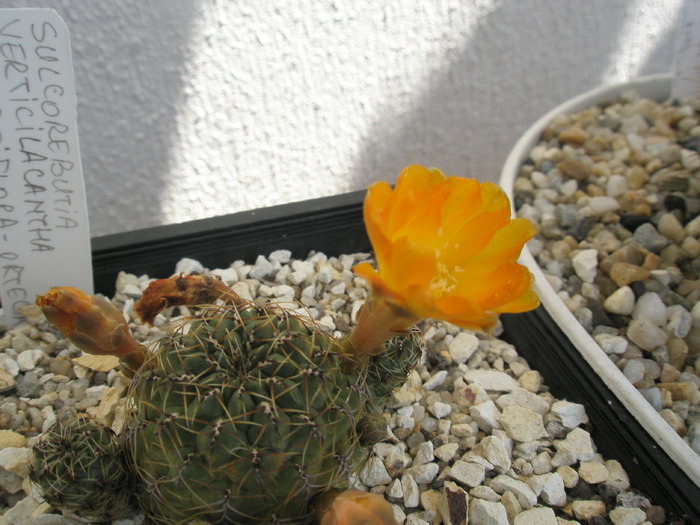 Sulcorebutia verticilacantha - 12.06 - Sulcorebutia