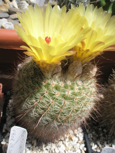 Notocactus brederoianus - 12.06 - Notocactus