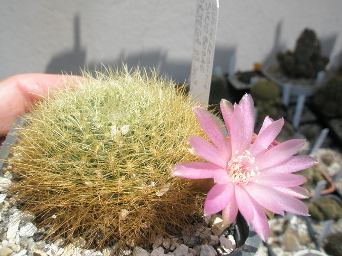 Sulcorebutia swobodae - 12.06 - Sulcorebutia