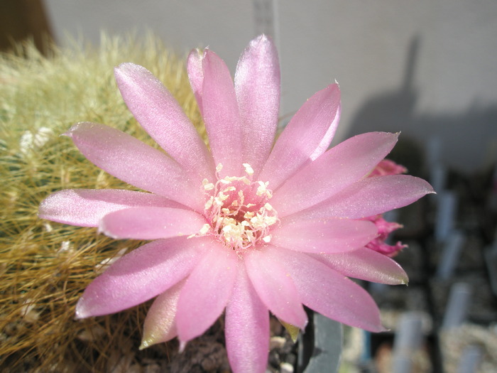 Sulcorebutia swobodae - floare - Sulcorebutia