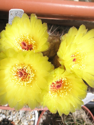 Notocactus tabularis - flori