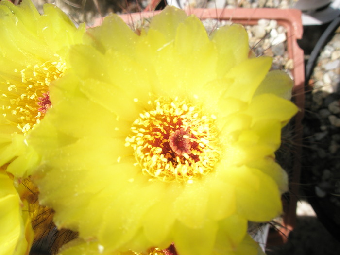 Notocactus tabularis - macro - Notocactus