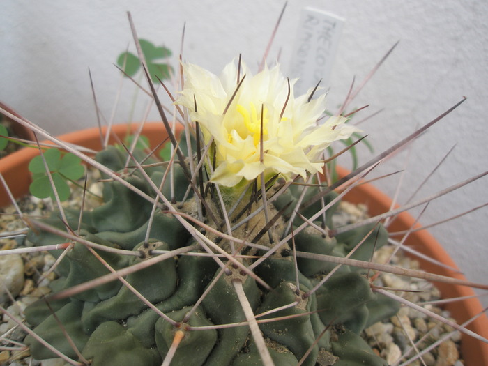 Thelocactus rinconensis - 12.06