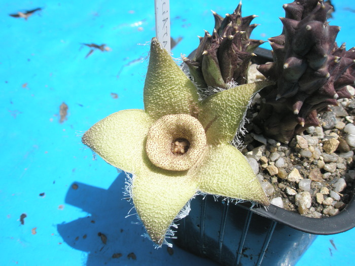 Orbea ciliata - floare 12.06 - Orbea