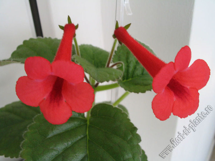 Sinningia Red Raindrops 11 - GLOXINIA _ SINNINGIA