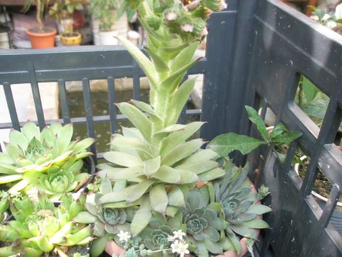 Sempervivum gri - 11.06 - Plante de EXTERIOR