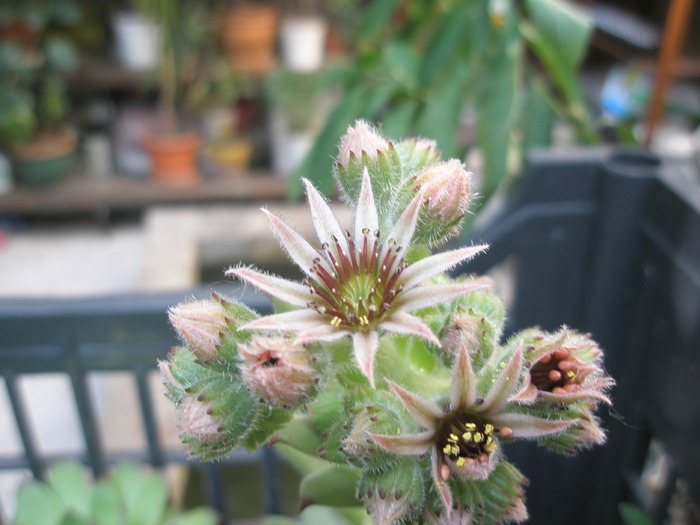 Sempervivum gri - flori - Plante de EXTERIOR