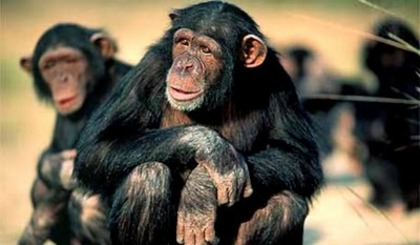 cimpanzei[1] - cimpanzei