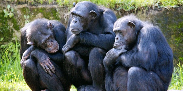 cimpanzei[3] - cimpanzei