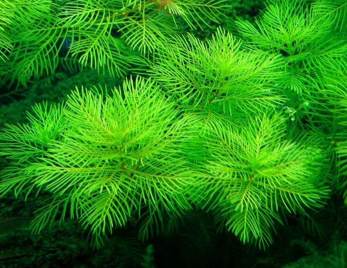 Myriophyllum Matogrossense