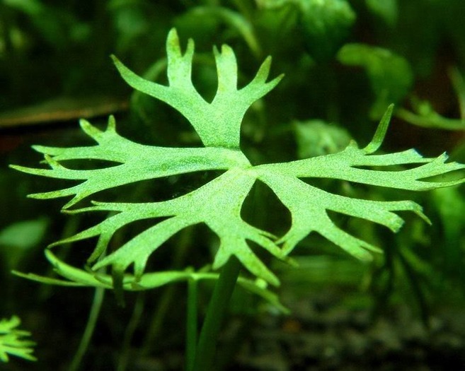 Ranunculus Papulentus - Plante