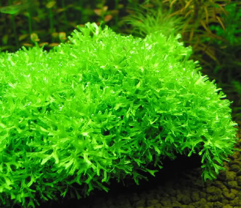 Riccia Fluitans sp fromJapan - Plante