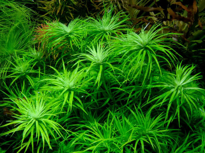 Syngonanthusmadeira - Plante