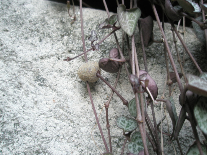 Caudex la Ceropegia woodii