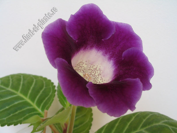 Gloxinia Singapore hibrid 2 - GLOXINIA _ SINNINGIA
