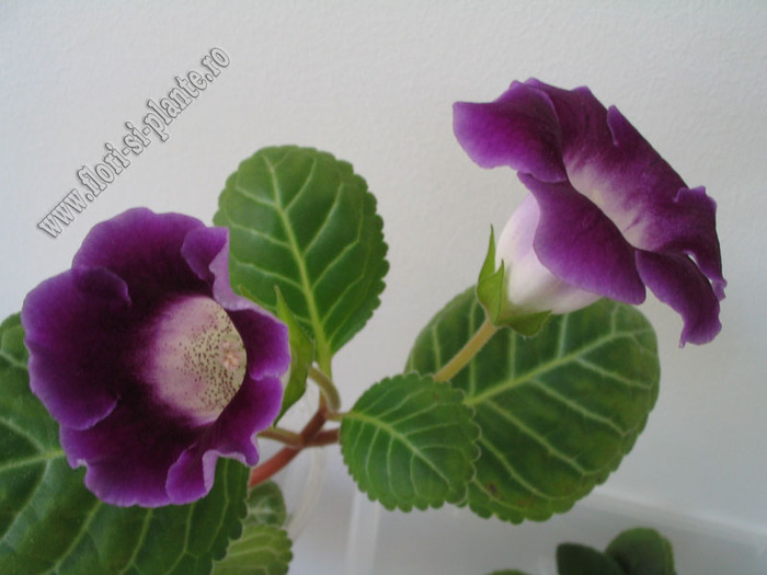 Gloxinia Singapore hibrid 3 - GLOXINIA _ SINNINGIA