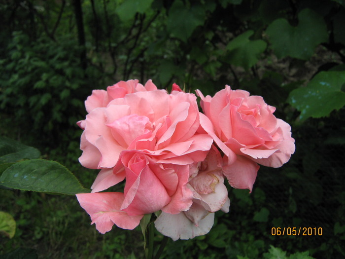 trandafir roz - Trandafiri