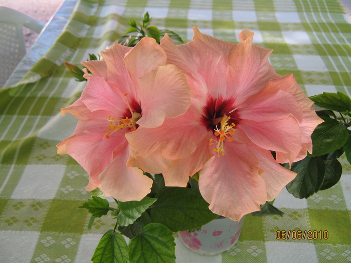 hibiscus - hibiscus