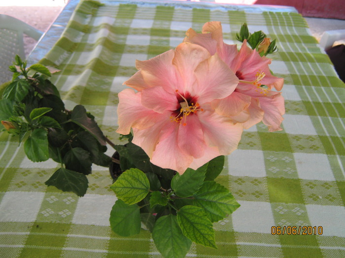 hibiscus - hibiscus