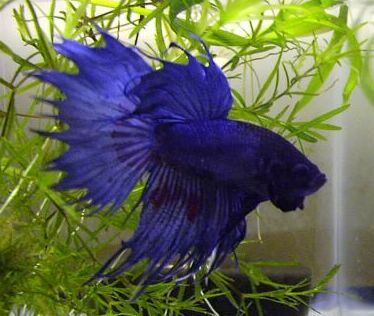 betta-splendens-pestele-luptator-siamez-21[1]