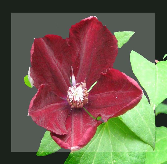 red cardinal - clematis