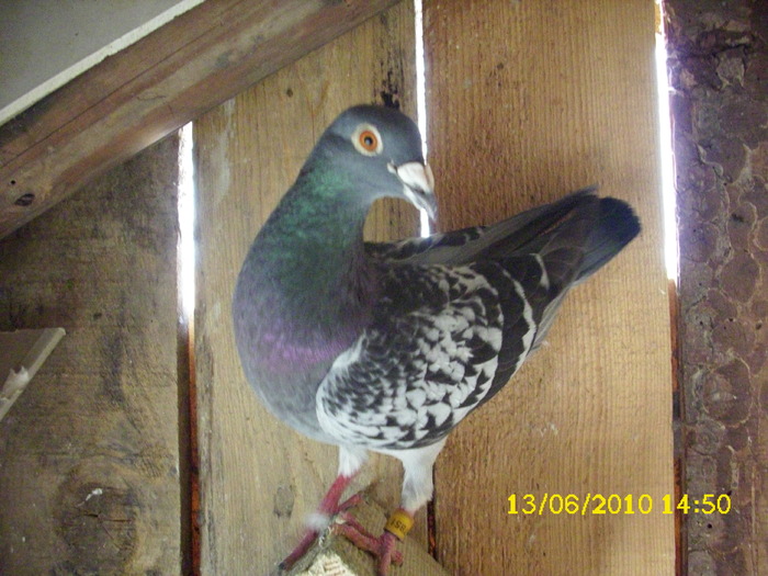 campionu familiei de vanzare - porumbei de zbor de vanzare