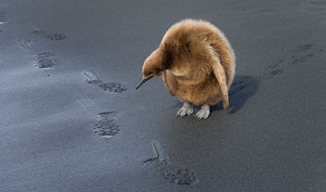 Pinguin - Animale haioase partea 1
