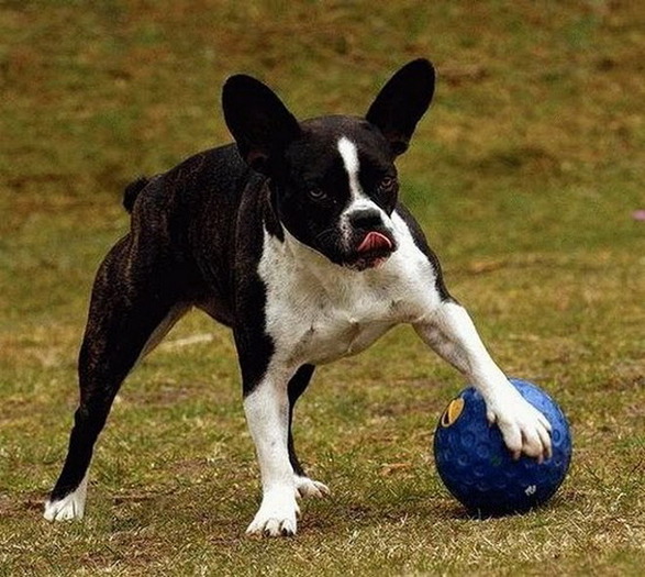 Cainele fotbalist - Animale haioase partea 1