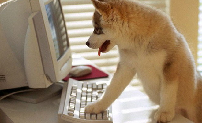Cainele care sta pe calculator - Animale haioase partea 1