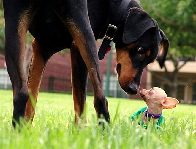 Care pe care? - Animale haioase partea 1