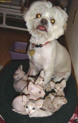 Asa mama asa pui - Animale haioase partea 1