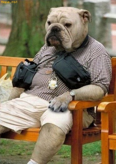 Jumi Juma - Animale haioase partea 1