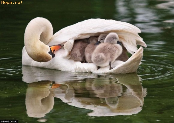 Ce familie frumoasa! - Animale haioase partea 1